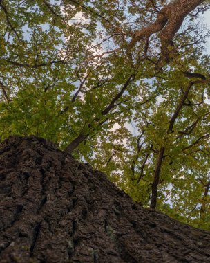 Parlak orman tepe örtüsüne doğru uzanan canlı yeşil yosunlu büyük, eski bir ağaç gövdesinin alçak açılı görüntüsü. Görüntü doğayı, büyümeyi ve yaşamı vurguluyor..
