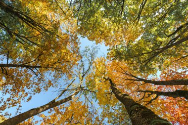 A striking upward view of two tall tree trunks and their canopy filled with bright, golden yellow autumn foliage contrasting sharply with the clear blue sky