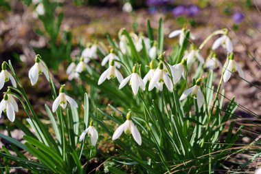 İlkbaharın başlarında yerden çıkan ilk beyaz kar damlası çiçekleri yumuşak doğal ışıkla yakın plan çekilir. Umudu, saflığı, yeni başlangıçları, tazeliği ve kışın sonunu simgeler.