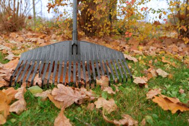 Siyah plastik bir tırmık ıslak meşe yaprakları ve canlı yeşil çimenlere dayanır. Bu alçak açı sonbahar temizliğini, bakımını, mevsimsel ev işlerini ve devam eden emlak bakımı sorumluluğunu simgeler.