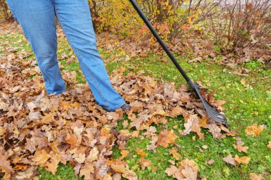 Gardener gathering a pile of dry brown oak leaves with a black plastic rake on green grass during autumn.
