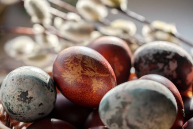Close-up of traditional naturally dyed brown and blue Easter eggs with soft pussy willow branches in the blurred background.