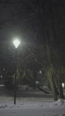 Canlı beyaz ıhlamur ağacı, mavi gökyüzüne karşı koyu yeşil ladin ağacıyla zıtlaşır, alçak açıyla yakalanır. İstikrarı, değişimi ve hayatın ısrarcı doğasını sembolize eder..