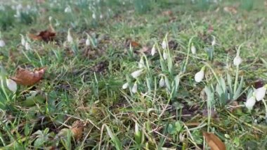 Yeşil çimenlerde büyüyen ve açan yaygın kardamlalarının (Galanthus nivalis) yakın plan çekimi. Kamera, parlak, güneşli bir günde bir grup beyaz çiçeğe doğru yavaşça hareket eder ve baharın ilk işaretlerini bir parkta ya da bahçede yakalar.