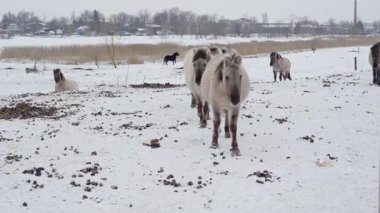 Küçük bir vahşi Konik at sürüsü karlı bir tarlada kameraya doğru yürüyor. Öndeki at objektife yaklaşıyor. Arka planda diğer atlar dinleniyor ya da otluyor. Sahnede kuru kamışlı bir kış manzarası yer alıyor.