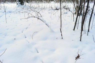 Orman ve orman hayvan ayak izleri karda kar
