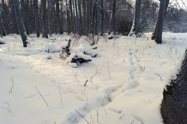 Śnieg w lesie i ślady zwierząt w lesie w śniegu — Zdjęcie stockowe