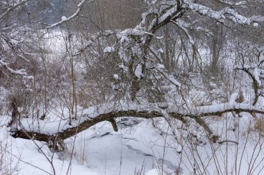 ağaçlar ve çalılar sonrasında