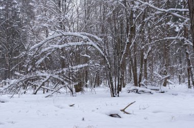 ağaçlar ve çalılar sonrasında