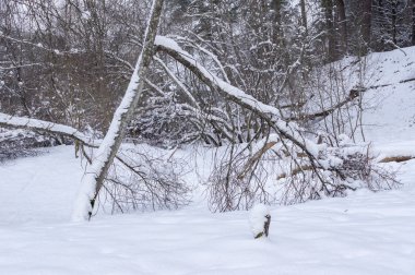 ağaçlar ve çalılar sonrasında