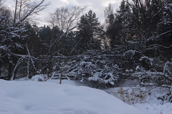 Arbres et arbustes banc de neige — Photo