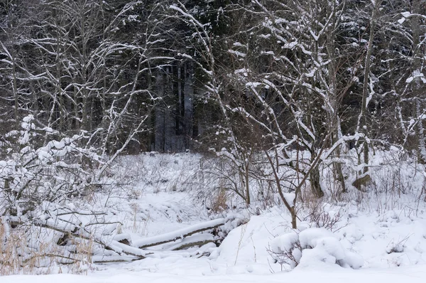Arbres et arbustes banc de neige — Photo