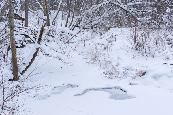 Arbres et arbustes banc de neige — Photo