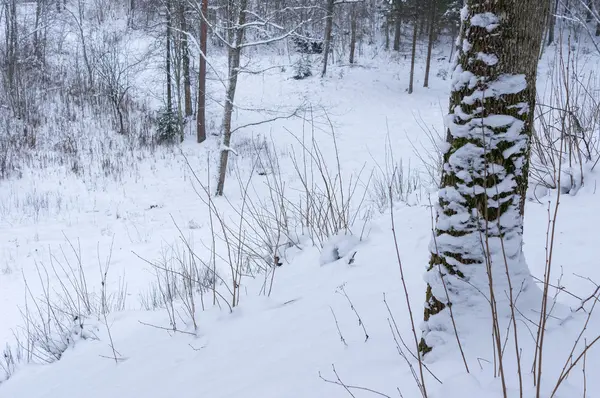 Trees and shrubs snowbank — Stock Photo, Image