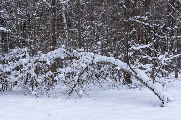 Trees and shrubs snowbank — Stock Photo, Image