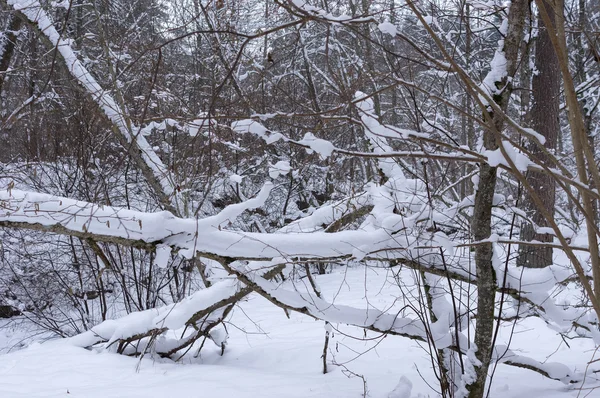 Trees and shrubs snowbank — Stock Photo, Image