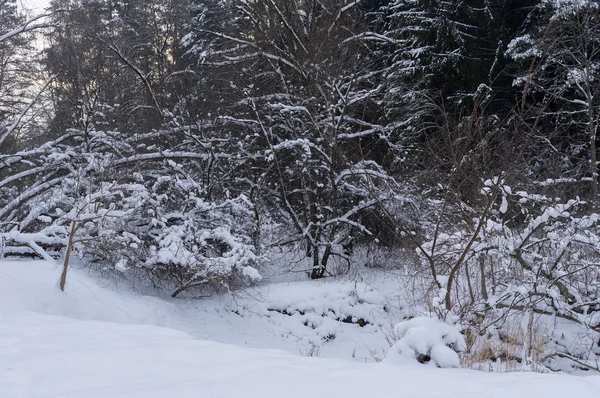 Trees and shrubs snowbank — Stock Photo, Image