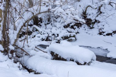 Kışın orman Nehri
