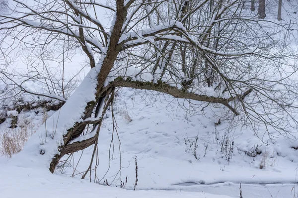 Forest river in winter — Stock Photo, Image