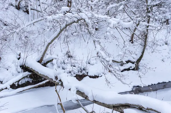 Forest river in winter — Stock Photo, Image