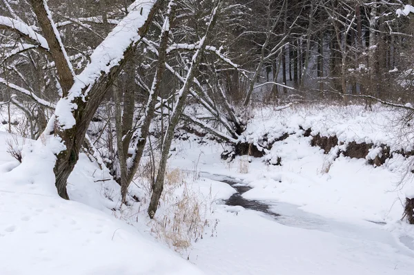 Rivière forestière en hiver — Photo