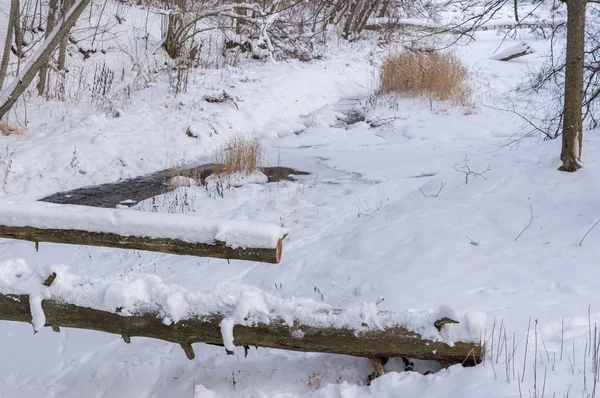 Rivière forestière en hiver — Photo