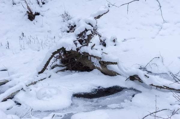Waldfluss im Winter — Stockfoto