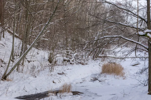 Rio floresta no inverno — Fotografia de Stock