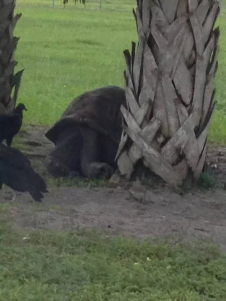 Lion Country Safari South Florida — Stock Photo, Image