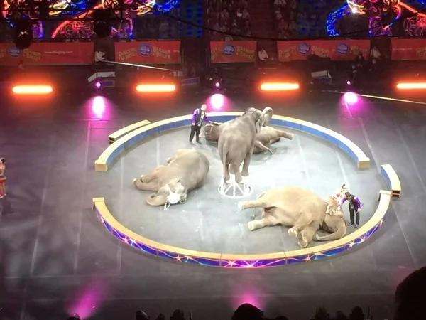 Ringling Kardeşler Sirki Miami 