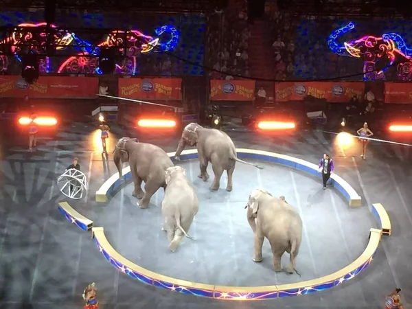 Ringling Brothers Circus Miami — Fotografia de Stock