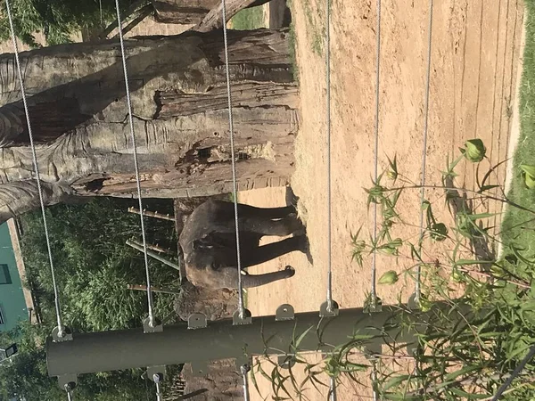 Elefante Bebê Zoológico Houston — Fotografia de Stock