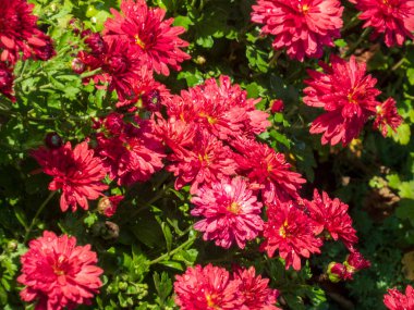 Canlı kırmızı-pembe çiçekler ve ıslak yapraklar parlak güneş ışığı altında.