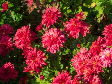 Güneşli bir bahçede yemyeşil yapraklar ve pembe çiçekler.
