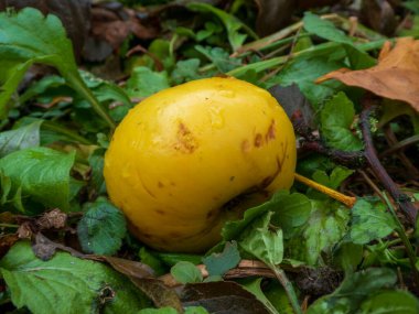 Sonbahar yapraklarının arasında nemli zeminde uzanan tek canlı elma.