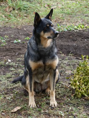 Sadık bir işçi köpeği, doğal ortamda dikkatlice yere bakar.