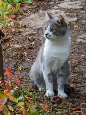 Kedi deneği dikkatlice odaklanmış, sakin, doğal bir bahçe ortamında poz veriyor.