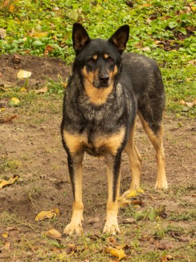Çamurlu zeminde duran siyah ve bronz kürklü dikkatli büyük köpek.