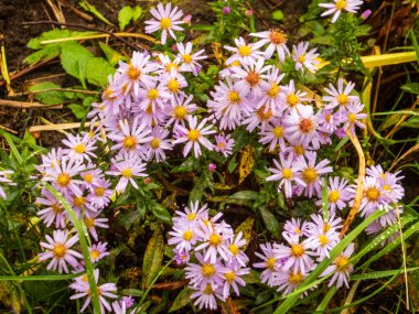 Sonbaharda su damlacıklarıyla çiçek açan küçük leylak demeti.