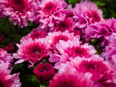 Close-up of bright fuchsia chrysanthemums with water drops in a dark garden