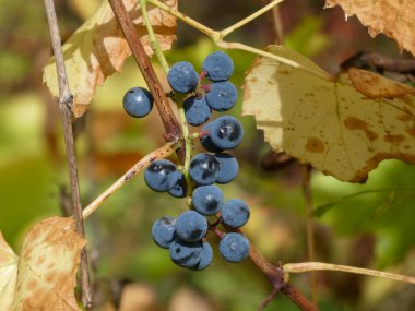 Close-up of ripe grapes on vine with vibrant brown and yellow foliage.