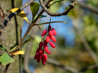Cluster of vivid red berries illuminated by sun against blurred nature background