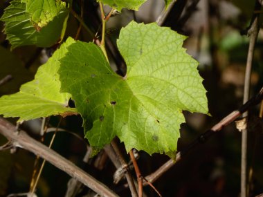 Vibrant green grape leaf with detailed texture highlighted by bright natural light