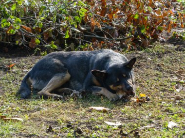 Loyal mixed breed dog resting comfortably outdoors, chewing a bone or stick