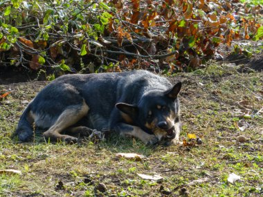 Loyal mixed breed dog resting comfortably outdoors, chewing a bone or stick