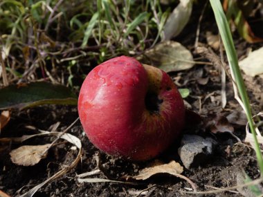 Yere çiy damlaları düşmüş taze bir elmanın yakın çekimi.