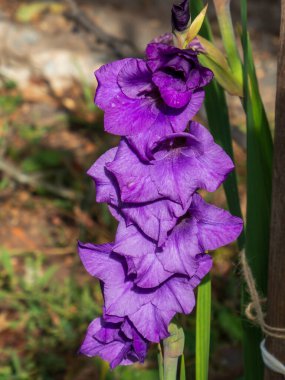 Göz kamaştırıcı, derin, mor bir gladyatör yaz bahçesinde çiçek açıyor.