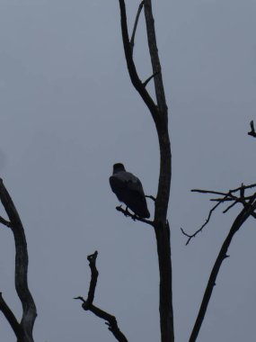 Moody, ominous view of a solitary crow against a grey sky
