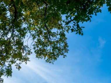 Parlak bir sonbahar gökyüzüne karşı ağaç dalları ve renkli yaprakların canlı görüntüsü