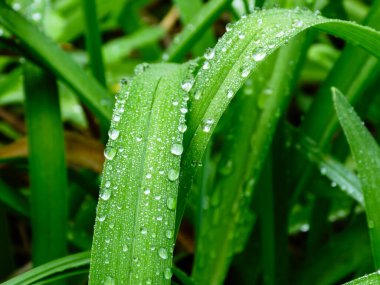Extreme macro of water droplets resting on a lush, wet green leaf